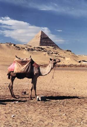 Camels by the pyramid