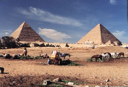 Horses by the pyramid